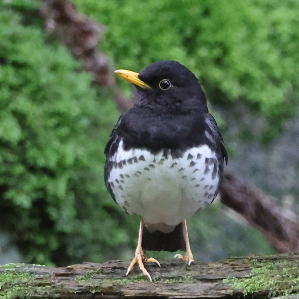 クロツグミR5撮影（拡大画像）