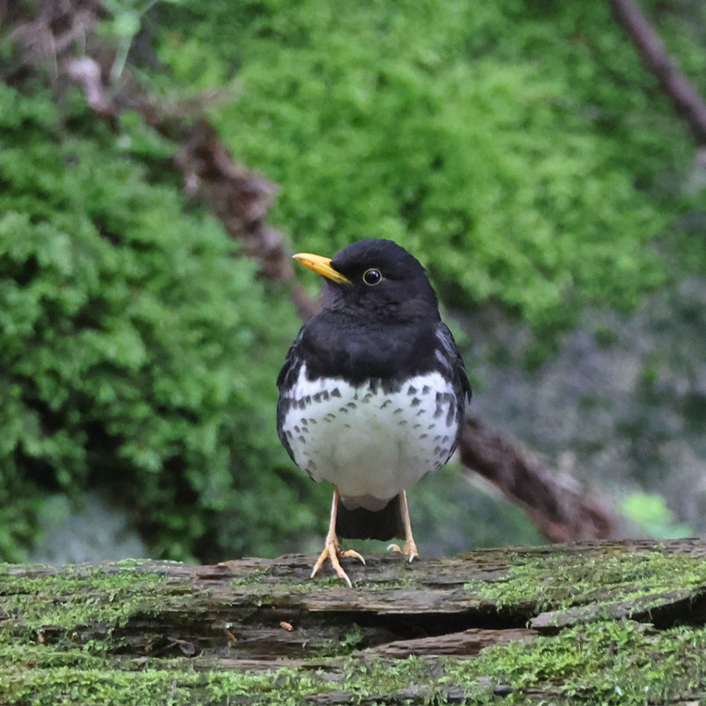 クロツグミR6撮影（拡大画像）